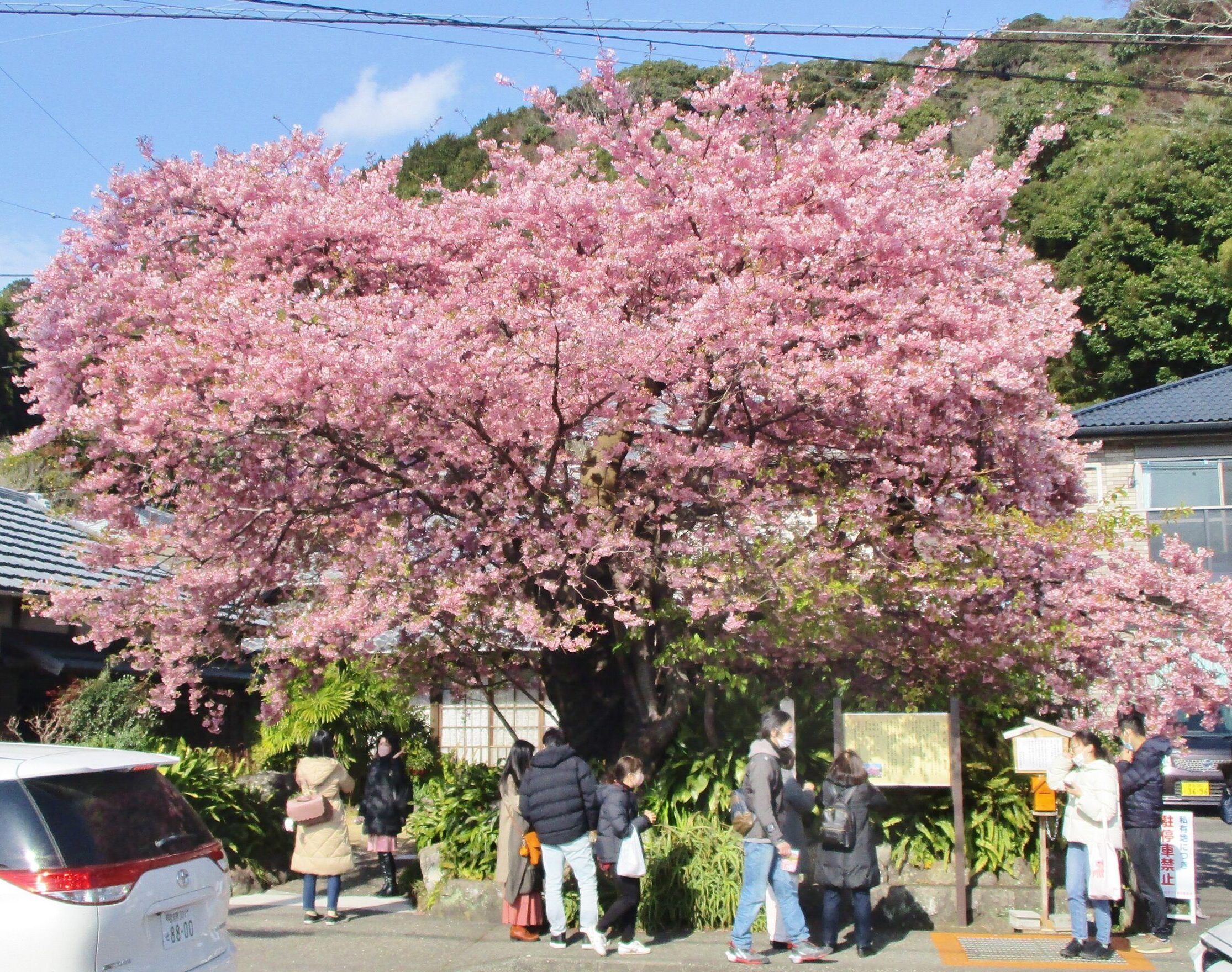 早咲きの桜への誘い！
