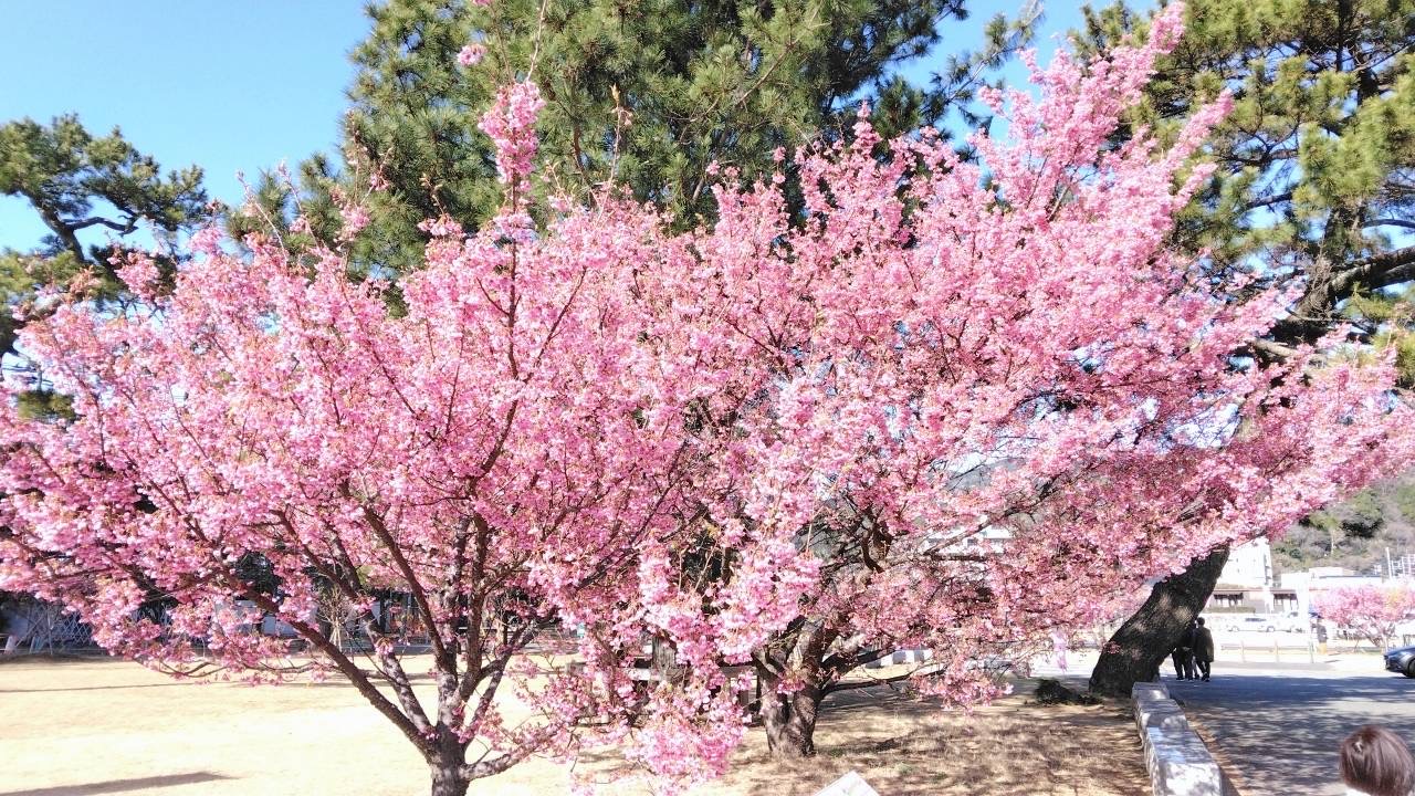 早咲きの桜への誘い！